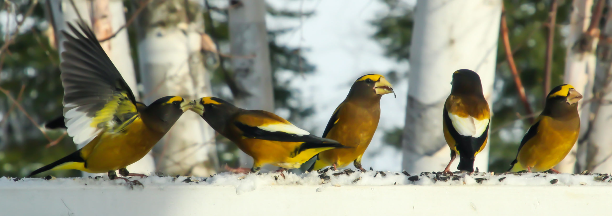 A flock of five bright-yelow birds with white wing patches, black wing stripes, and thick pale bills feeds on sunflower seeds atop snow.