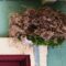 Carolina  Wren  porch nest