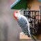 Red-Bellied woodpecker has a feast
