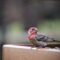Hungry House Finch