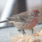 House Finch With White Feathers On Forehead