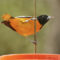 Banded Male Baltimore Oriole