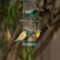 Lesser goldfinches finishing off the tube feeder
