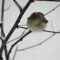 Ruby-crowned Kinglet with Attitude