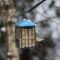 Chickadees and Nuthatches in winter