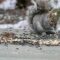 Grey squirrel sharing a meal with a chipping sparrow