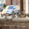 Busy Sparrow feeder