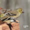 First Goldfinches of The Winter!