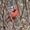 Cardinal  & Chpping Sparrow Paradise