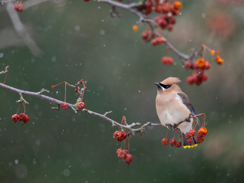 A Cedar Waxwing hunkers down on a branch full of red berries while the snow falls.