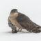 Sharp-shinned Hawk with unlucky European Starling