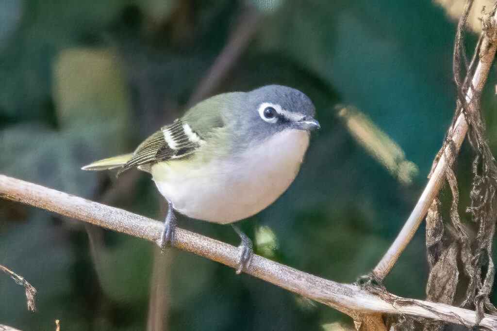 Blue-headed Vireo - FeederWatch