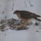 Cooper’s hawk Eating Lunch