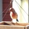 House finch in the sunshine