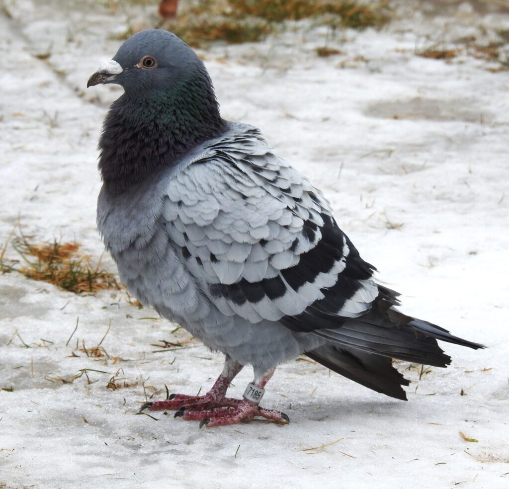 Rock Pigeon  Celebrate Urban Birds