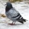 A Banded Pigeon Visited Today!
