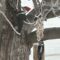 Pileated Woodpecker (pair)