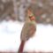 Northern Cardinal in snow