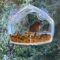 Male House Finch in the window feeder