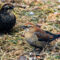 Rusty Blackbird Pair