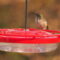 overwintering hummingbird