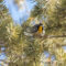 RARE SIGHT: Yellow-throated Warbler