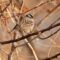 White-crowned Sparrow (Gambel’s)