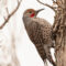 Northern Flicker “Red-shafted” form