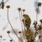 American Goldfinch Gleaning seeds from wonter bee balm
