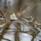 American Goldfinches and a Pine Siskin
