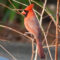 Northern Cardinal