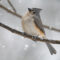 Tufted Titmouse enjoying this first real snow of the year
