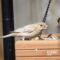 Leucistic and yellow House Finches