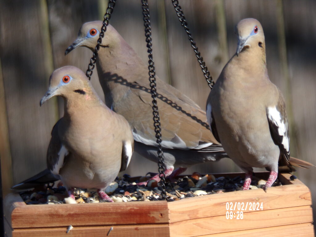 Silly White-winged Doves - FeederWatch