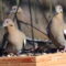 Silly White-winged Doves