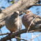 Sweet Mourning Doves