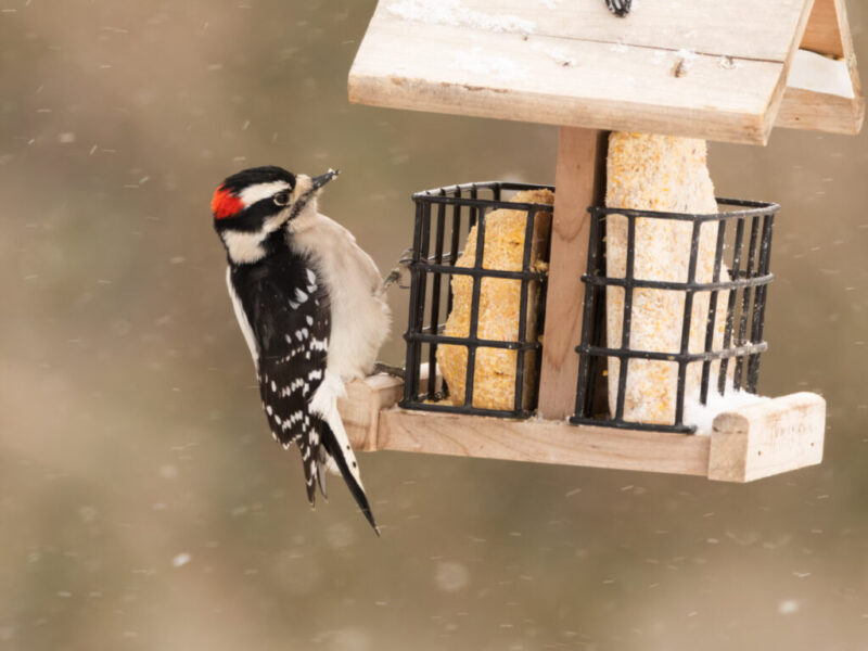 A small black and white woodpecker with a red nape and small bill clings to the side of a filled suet cage.