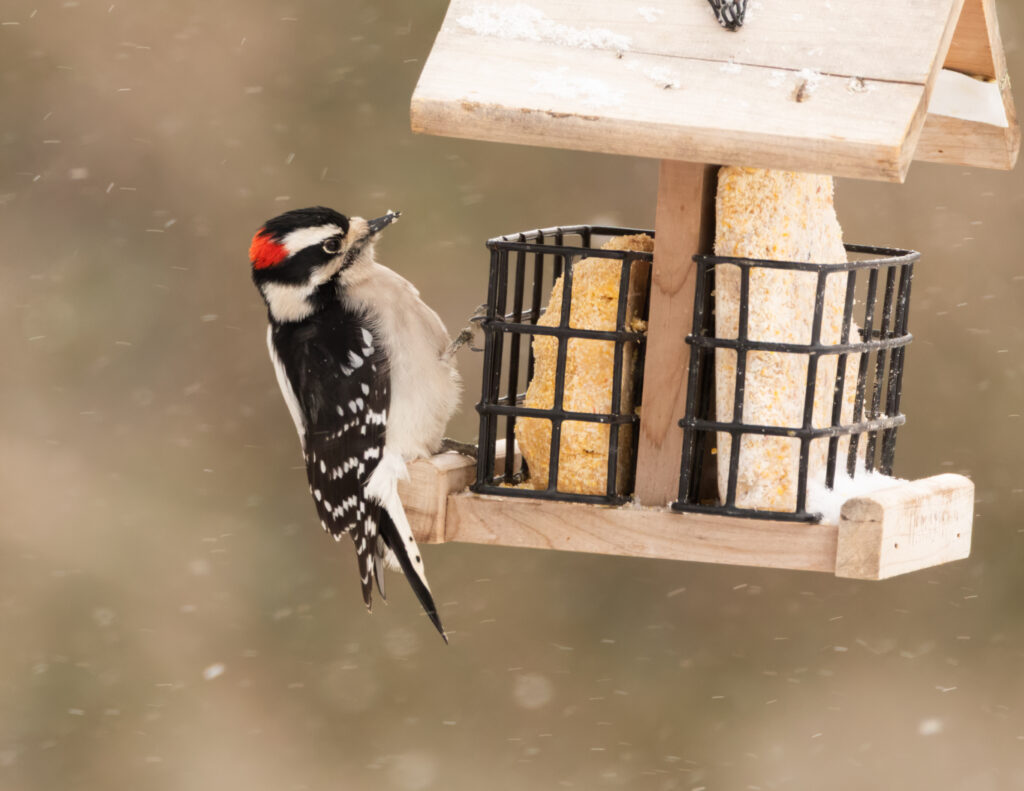 A small black and white woodpecker with a red nape and small bill clings to the side of a filled suet cage.