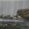 House finch with suspected conjunctivitis