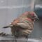 House finches with conjunctivitis