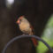 Cross-beak cardinal