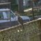 Young Coopers Hawk visits the feeders