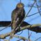 Sharp-Shinned Hawk – all is quiet around the feeders!
