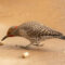 Northern Flicker Red-shafted AND Yellow-shafted (intergrade)