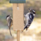 Chickadee and Downy Woodpecker