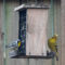 yellow-throated warbler and western tanager
