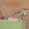 Yellow-rumped Warbler and Chipping Sparrows
