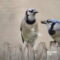 Blue Jay Courtship Feeding