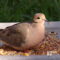 Differences Between Male and Female Mourning Doves