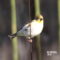 Cutest Goldfinch
